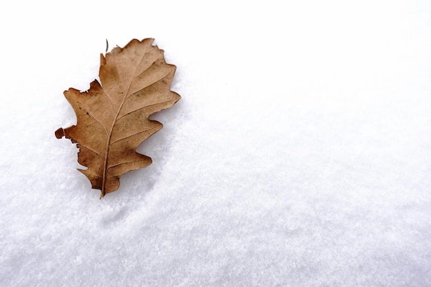 Folha marrom única na neve fresca branca no inverno
