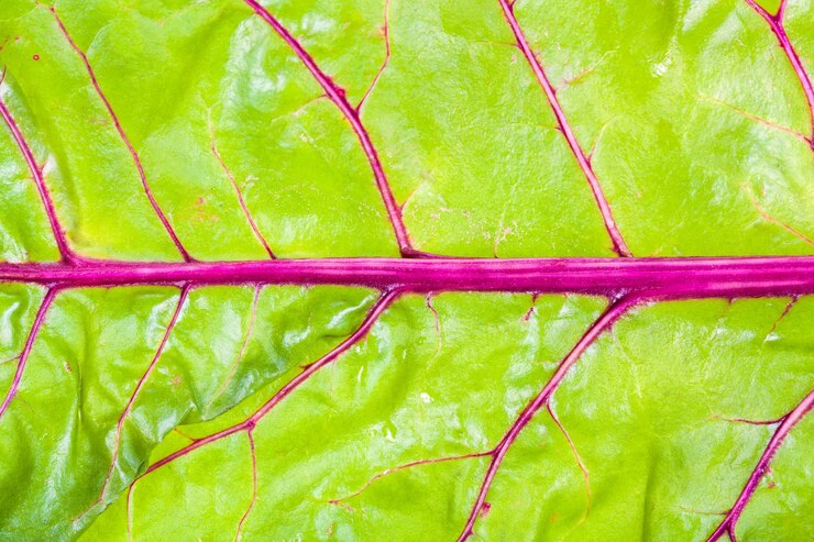 Foto folha natural molhada de beterraba de jardim fechada
