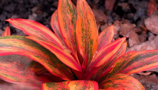 Folha ou planta Cordyline fruticose deixa calmante coral colorido vívido fundo de natureza tropical