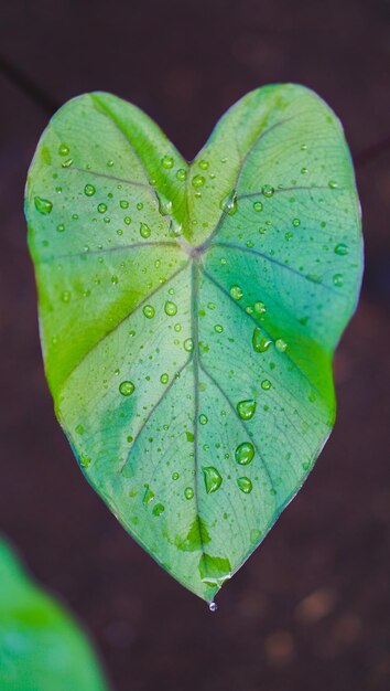 Folha perto de fundo de colocasia verde