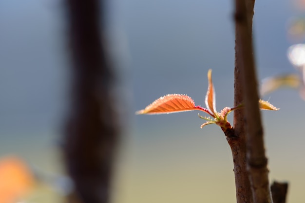 Folha sakura tailândia