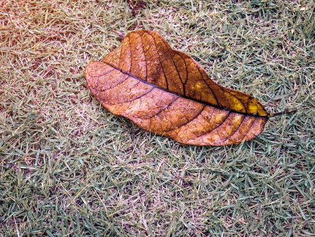 Folha seca com gota de água de chover no pátio verde