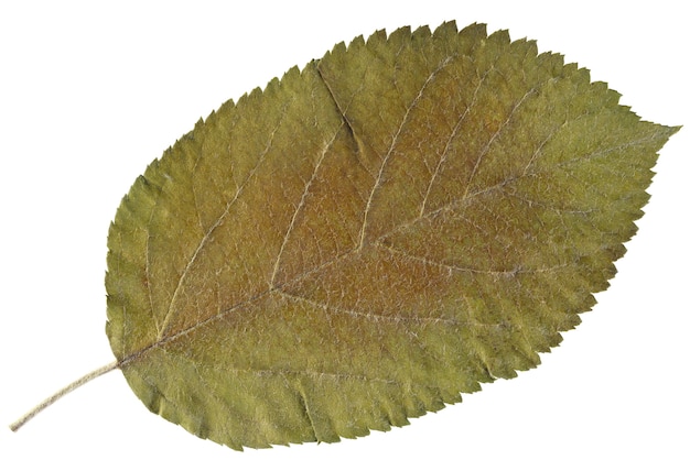Folha seca de herbário isolada