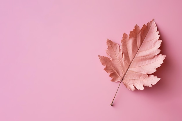 Foto folha seca de outono em fundo rosa com espaço para cópia