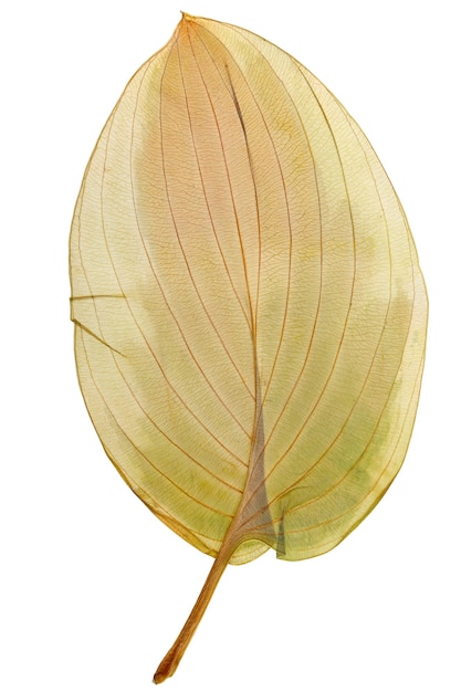 Foto folha seca hosta de herbário isolado no fundo branco.