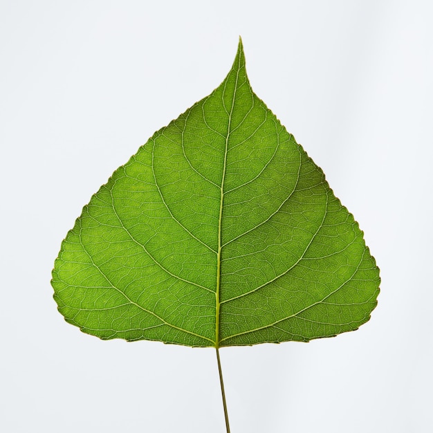 Folha triangular verde natural de close-up apresentada em um fundo cinza com espaço para texto. layout lindo de primavera