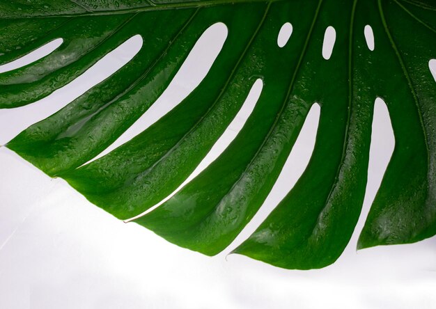 Folha tropical de monstera em um fundo branco Parte de uma folha de monstera Copie o espaço