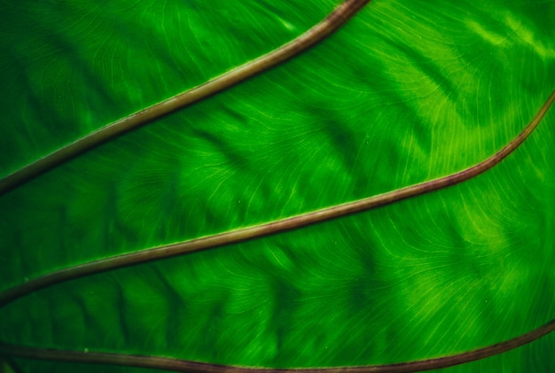 Foto folha tropical exótica de close-up