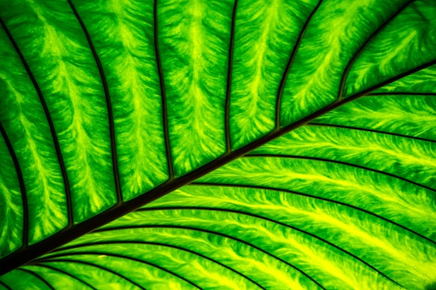 Foto folha tropical exótica de close-up