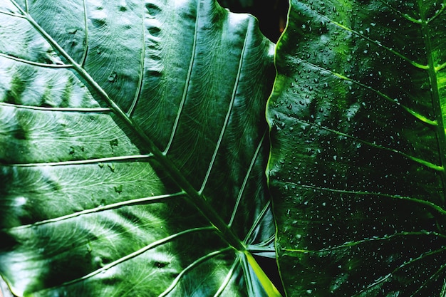 Folha tropical, folhagem grande, textura verde abstrata, fundo de natureza