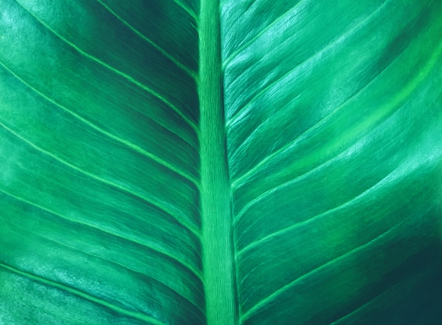 Folha tropical, foliage verde escuro, textura, a, natureza, fundo