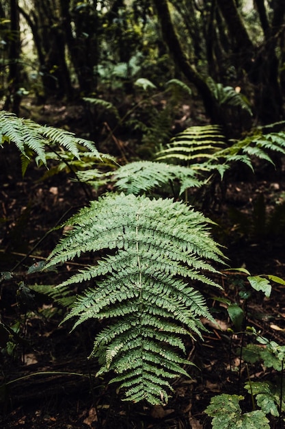 Foto folha tropical na floresta close-up de grandes folhas na floresta profunda e escura conceito de natureza selvagem ao ar livre paisagem natural cênica salve o planeta e pare o desmatamento amor pela natureza