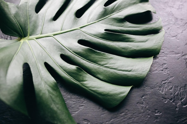 Folha tropical verde sobre fundo preto Planta de casa Monstera Foto ecologicamente correta