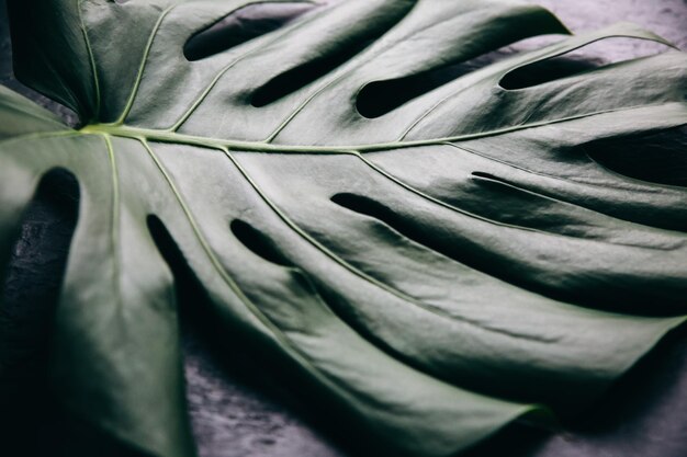 Folha tropical verde sobre fundo preto Planta de casa Monstera Foto ecologicamente correta