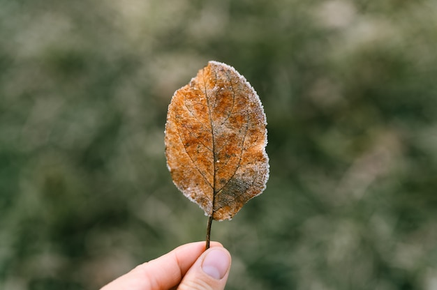 Folha única de maçã vermelha caída com cristais de geada fria na mão de uma mulher contra o fundo da grama verde borrada no jardim em uma manhã gelada de outono