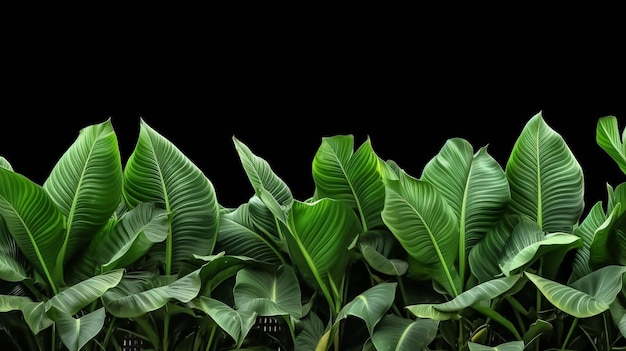 folha vegetal verde imagem fotográfica criativa de alta definição
