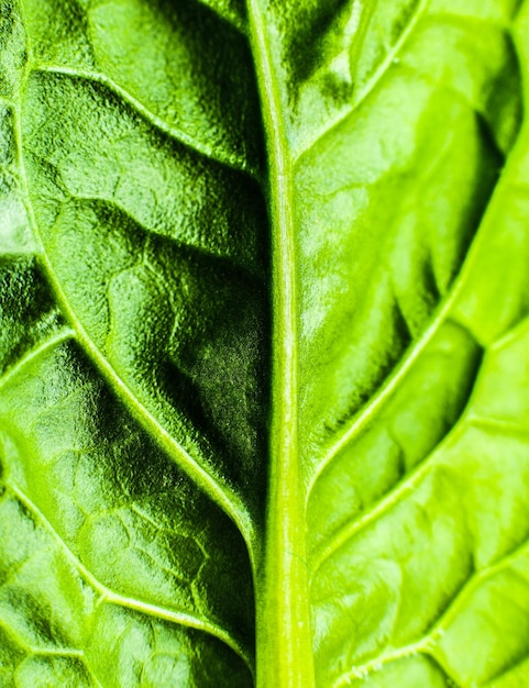 Folha verde close-up Folhas frescas textura de fundo Papel de parede ecológico natural Comida vegetariana Produtos vegetais e vitaminas Foto macro