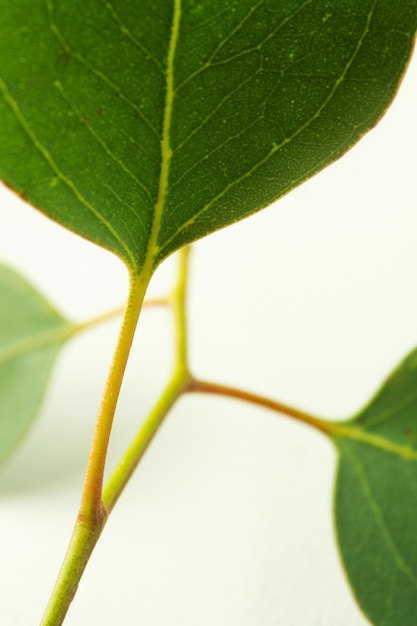 Folha verde close-up