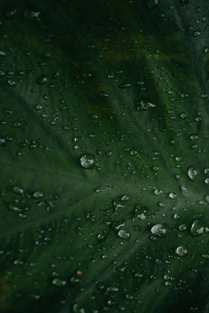 Foto folha verde com água cai sobre ele.