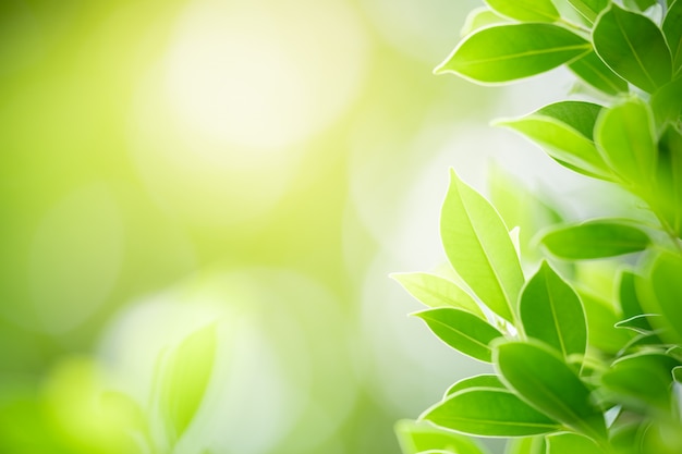 Folha verde com espaço da cópia usando-se como o conceito da natureza do fundo ou do papel de parede.