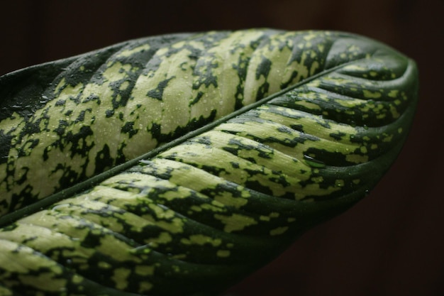 folha verde com estrias claras e escuras close-up