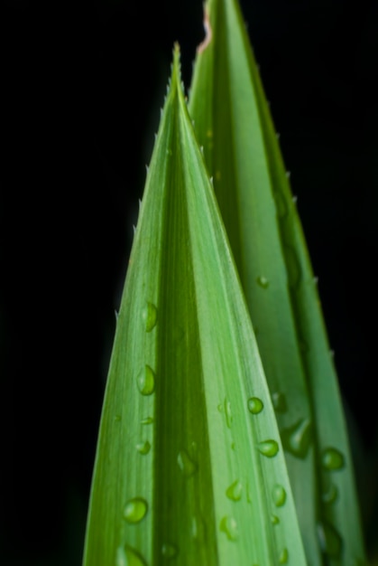 Folha verde com fundo de gotas de água