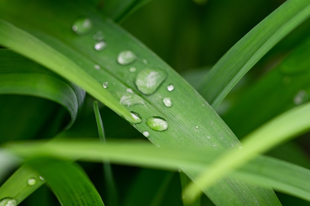 Folha verde com gota d'água