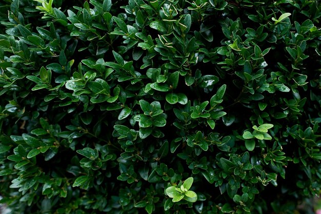 Folha verde com gota de água no fundo