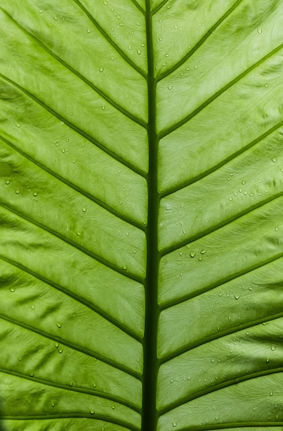 Foto folha verde com gota de água