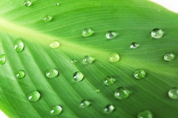 Folha verde com gotas, closeup