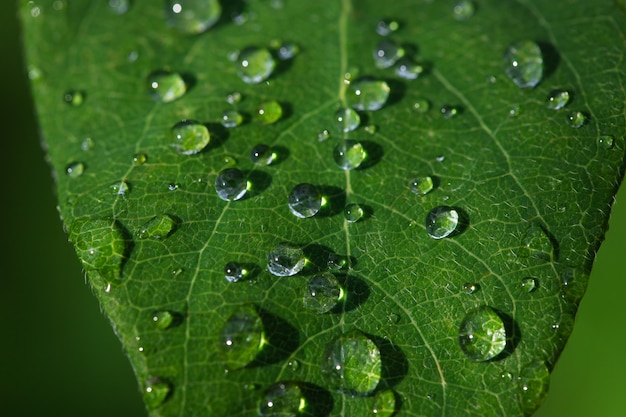 folha verde com gotas de água após fundo natural de chuva