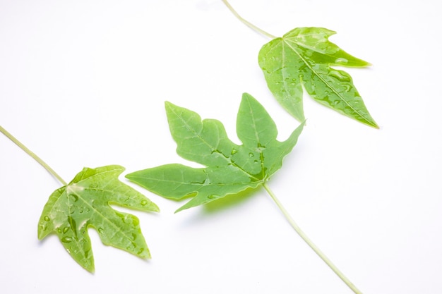 Folha verde com gotas de água, closeup em fundo branco