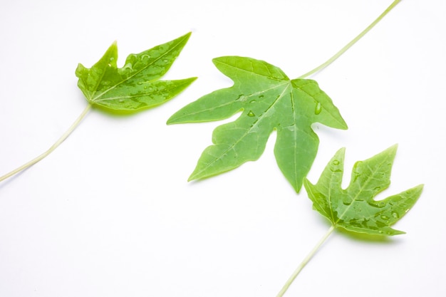 Folha verde com gotas de água, closeup em fundo branco