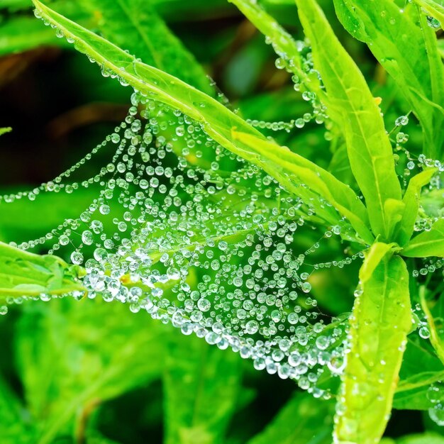 folha verde com gotas de água folha verde con gotículas de água