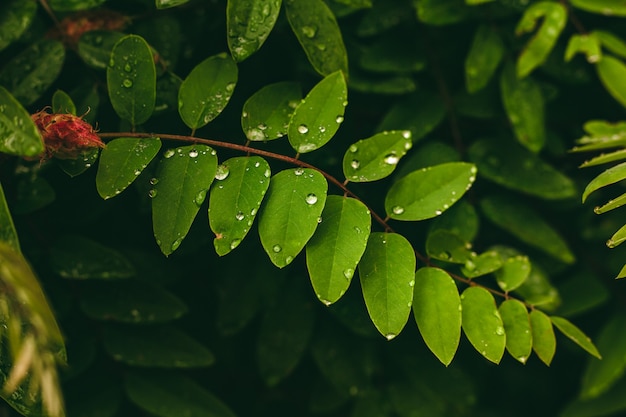 Folha verde com gotas de água Grandes lindas gotas de água da chuva transparente em uma macro de folha verde Gotas de orvalho da manhã brilham ao sol Textura de folha bonita na natureza