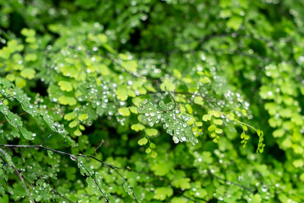 Folha verde com gotas de água ou gotículas de água