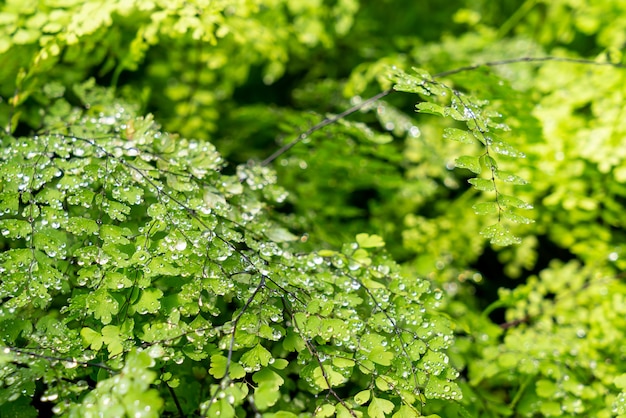 Folha verde com gotas de água ou gotículas de água