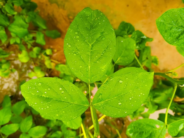 Folha verde com gotas de água sobre o fundo da natureza Fechar