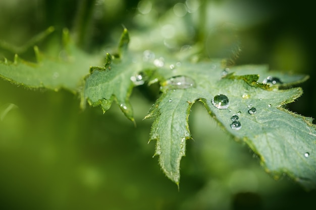 Folha verde com gotas de água