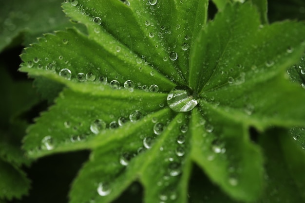 Folha verde com gotas de água