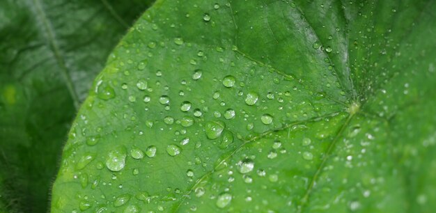 Folha verde com gotas de água