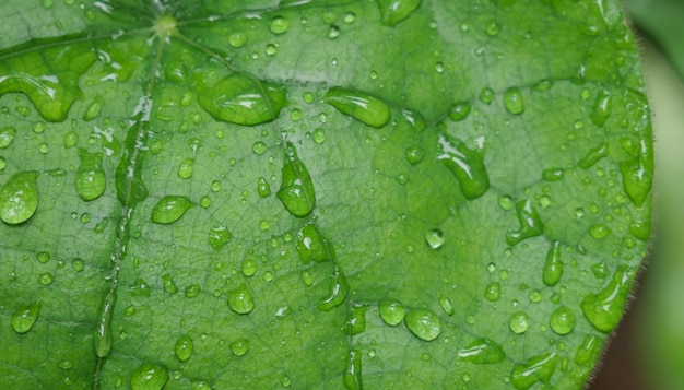 Folha verde com gotas de água