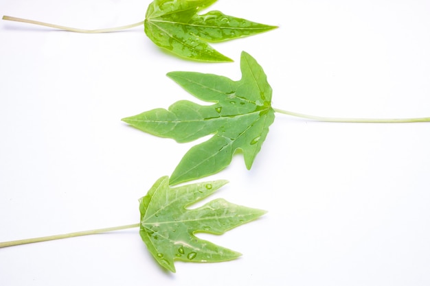 Folha verde com gotas de água