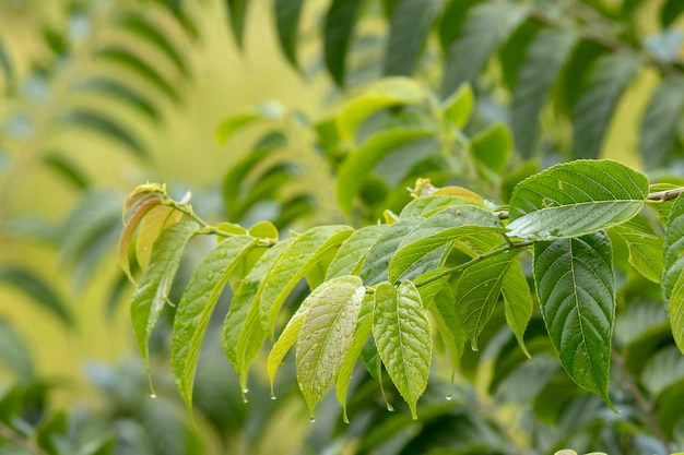 Folha verde com gotas de água