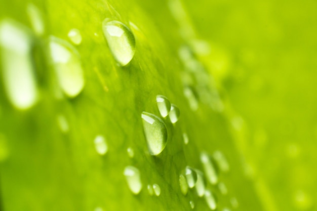 Folha verde com gotas de água