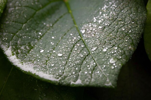 Folha verde com gotas de chuva