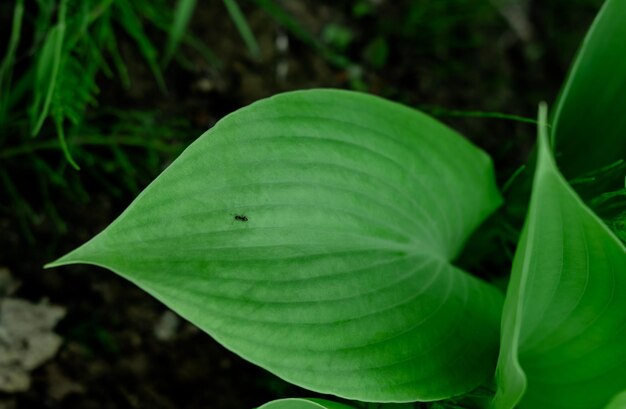 Folha verde com gotas de orvalho formiga em uma folha de fundo natural folha grande