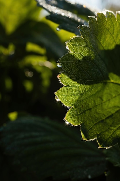 Folha verde com gotas de orvalho no início da manhã