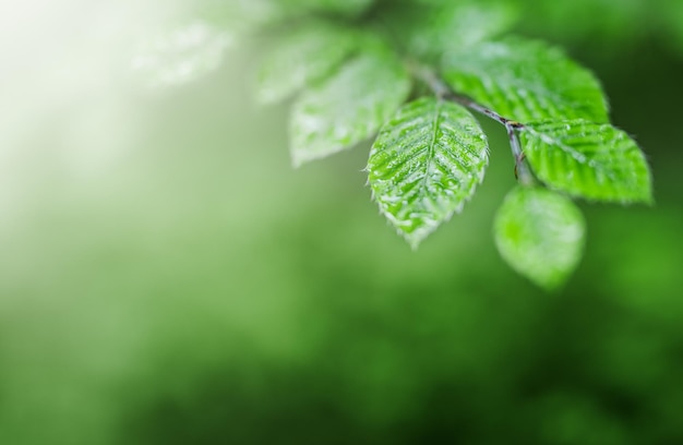 Folha verde com pingos de chuva na floresta