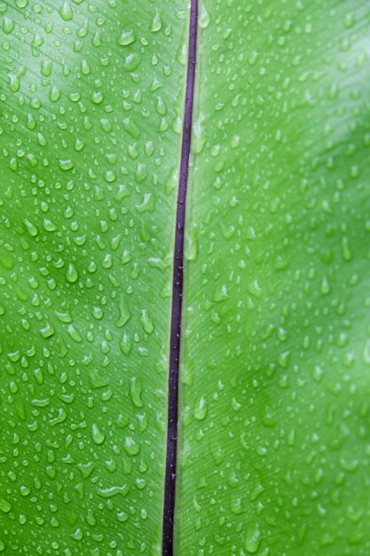 Foto folha verde com textura de gota de água